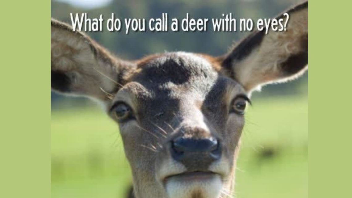 what Do You Call Deer With No Eyes Unraveling the Mystery Tumgazeteler