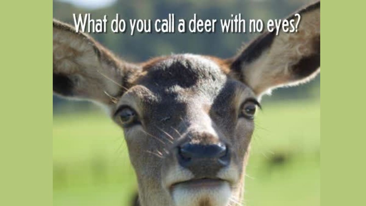 what Do You Call Deer With No Eyes