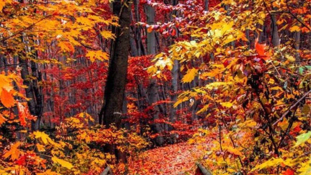 Autumn Falls Death