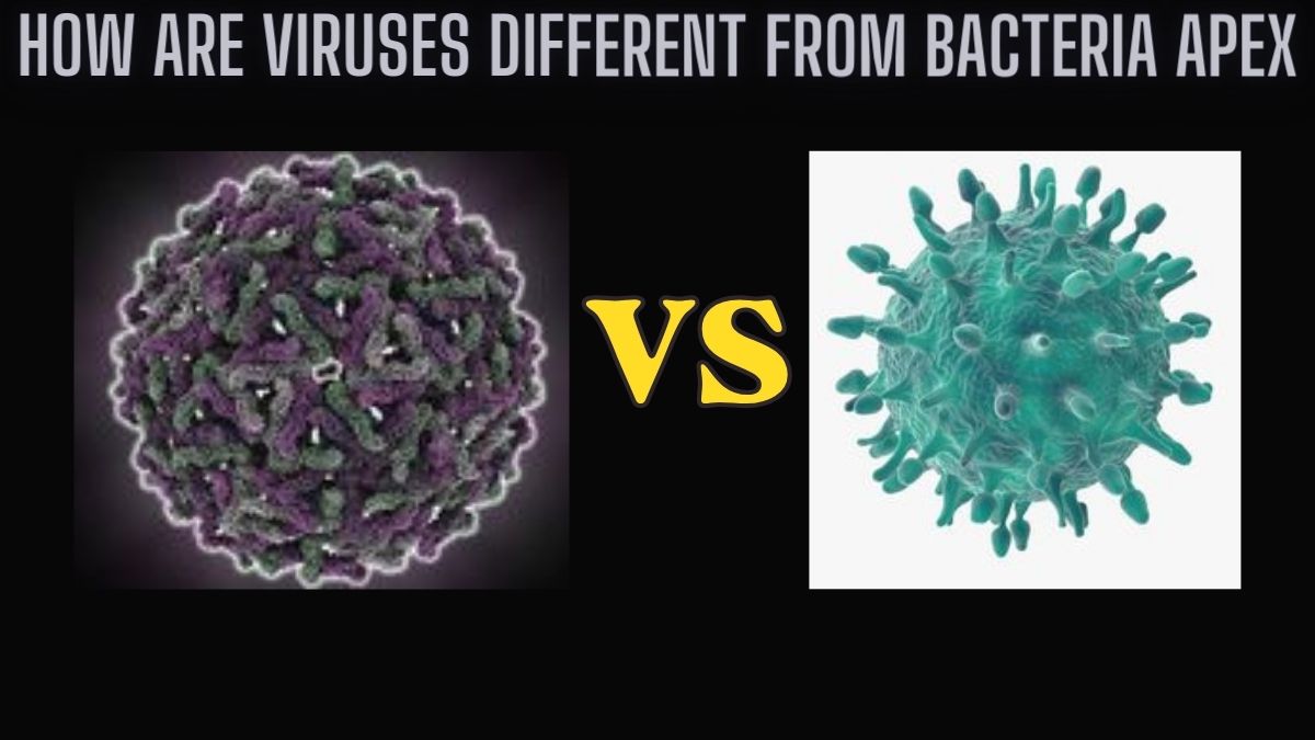 how are viruses different from bacteria apex