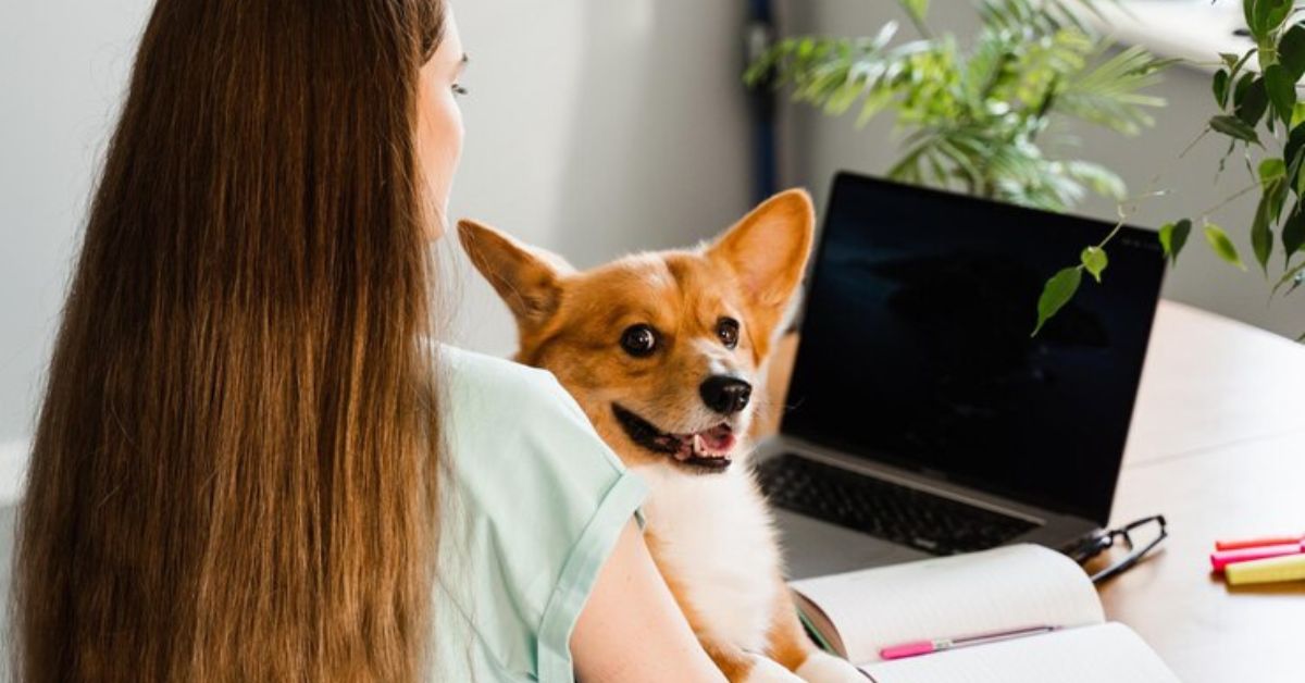 Why Dogs are Better at Security Than Computers